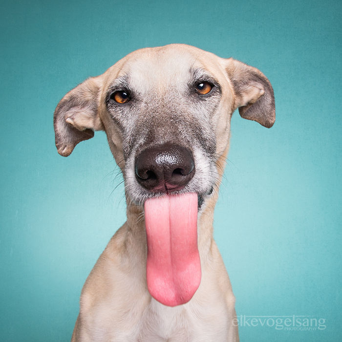 expressive-dog-portraits-elke-vogelsang-5