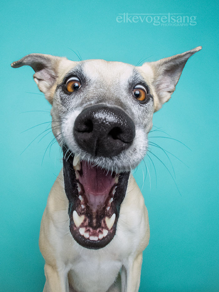expressive-dog-portraits-elke-vogelsang-6