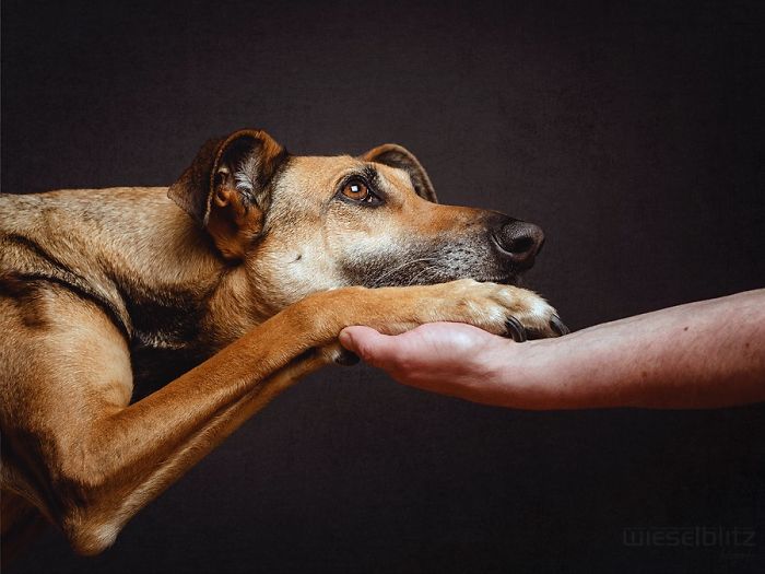 expressive-dog-portraits-elke-vogelsang-9