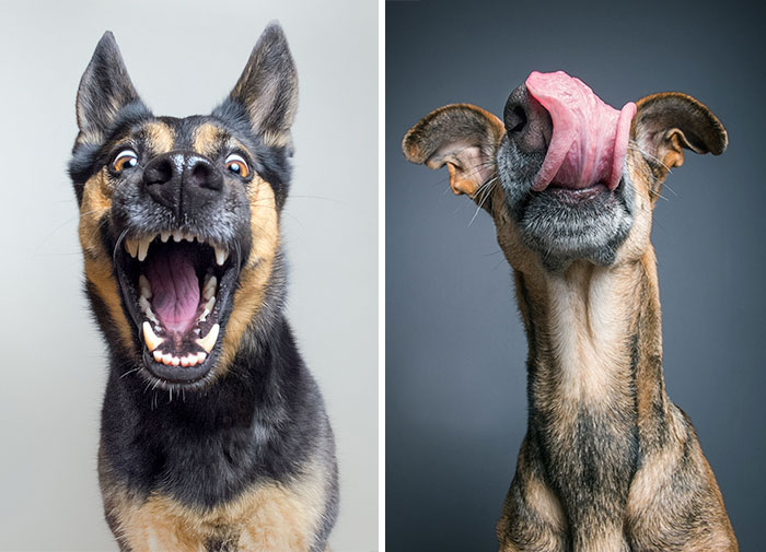 New Expressive Dog Portraits By Elke Vogelsang