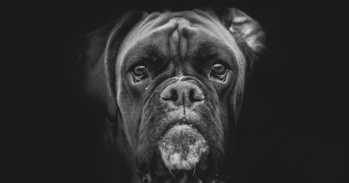 I Combined Love For Animals And Photography In These Pet Portraits