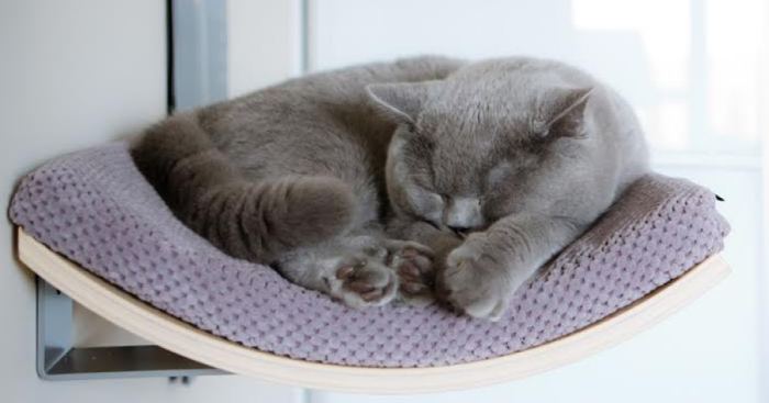 Cat’s Chillout Zone