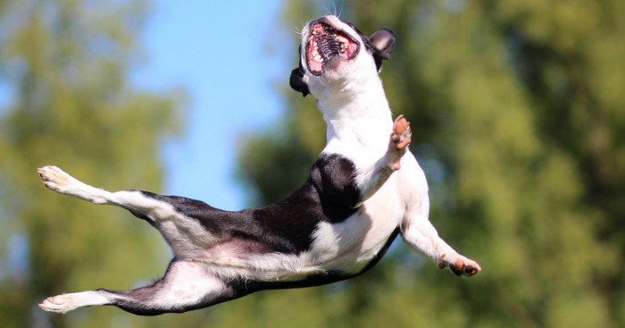 I Capture My Dog Showing Her Acrobatic Moves