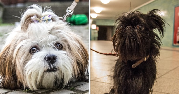 Hot Dogs: My Collection Of Cool Dogs In Their Natural Urban Habitats