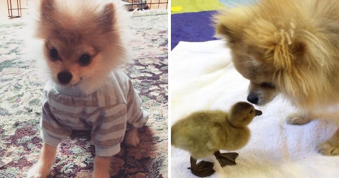 Pom Pom Chewy The Pajama Wearing Puppy