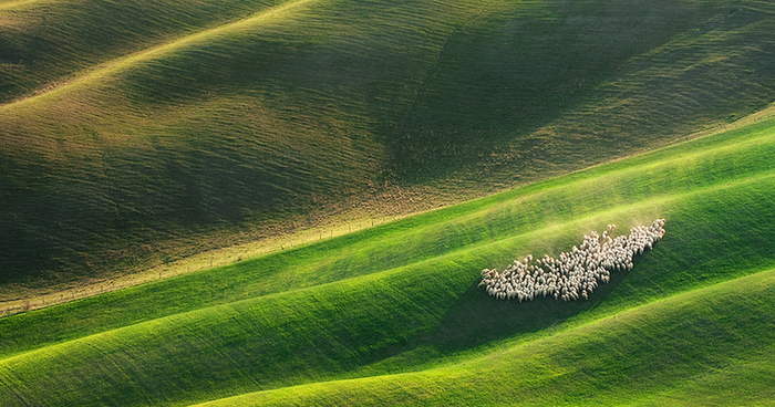 Sheep In Tuscan Fields In Italy