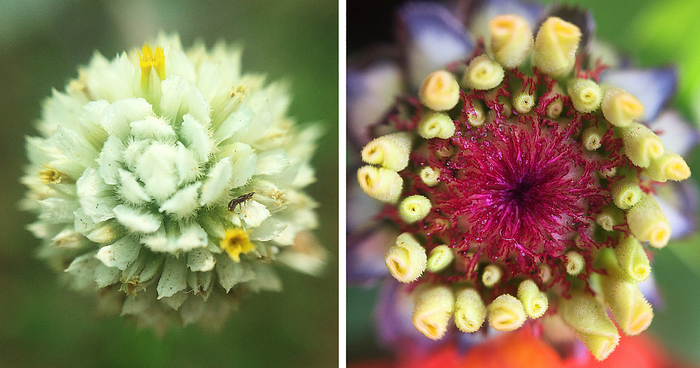 Photomacrography Of Flora Through My iPhone Lens