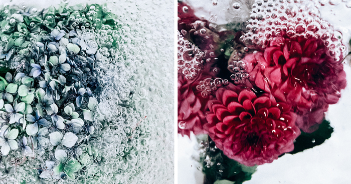 Flotsam: Flower Portraits Captured Underwater
