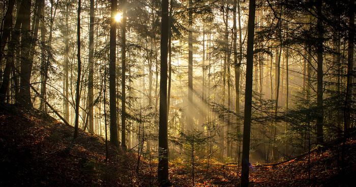 May The Forest Be With You: Post Your Favourite Pictures Of Forests