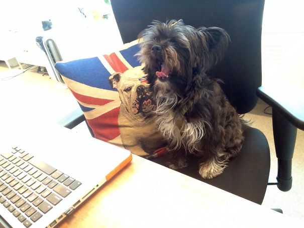 Bring Your Dog To Work Day? Boring!