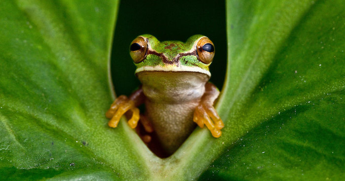 In Search Of Lost Frogs: My Epic Quest To Photograph The Rarest Frogs In The World
