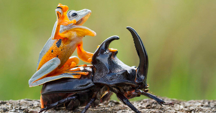 Photographer Captures World’s Tiniest Rodeo: Frog Riding A Beetle