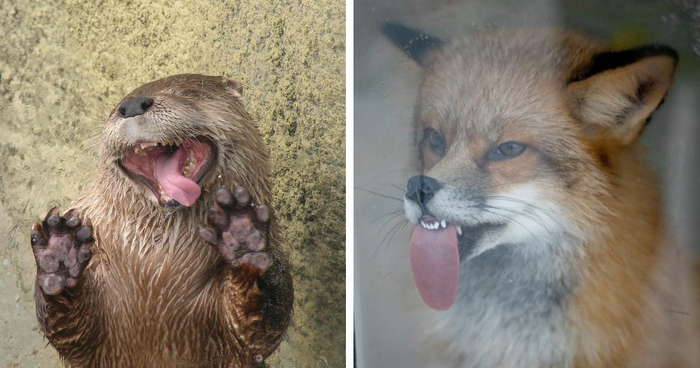 42 Animals Licking Glass That Have No Idea How Silly They Look