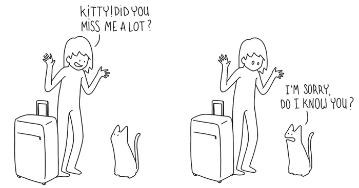What Your Cat Really Thinks