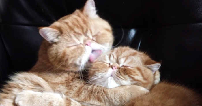 Kissing Cat Video Takes An Unexpected Turn