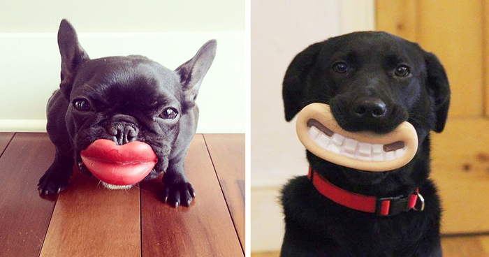 46 Dogs That Have No Idea How Silly They Look With Their Toys