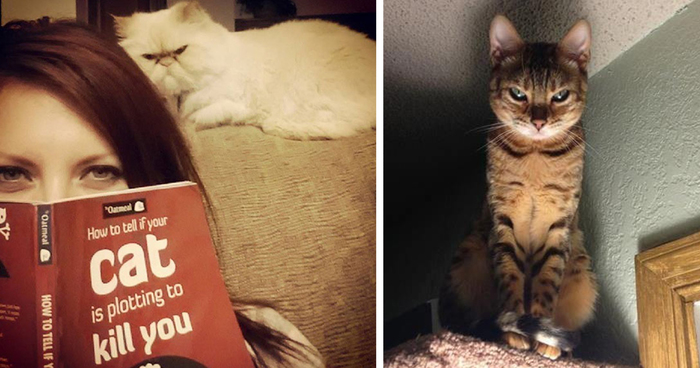 How To Tell If Your Cat’s Secretly Planning To Kill You