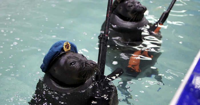 Russian Seals Commemorate Victory Day With A Unique Performance