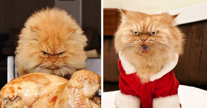 Meet Garfi, The World’s Angriest Cat