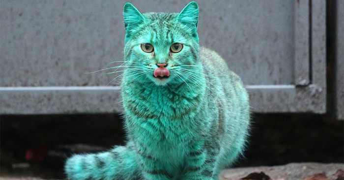 This Stray Cat Accidentally Turned Itself Green