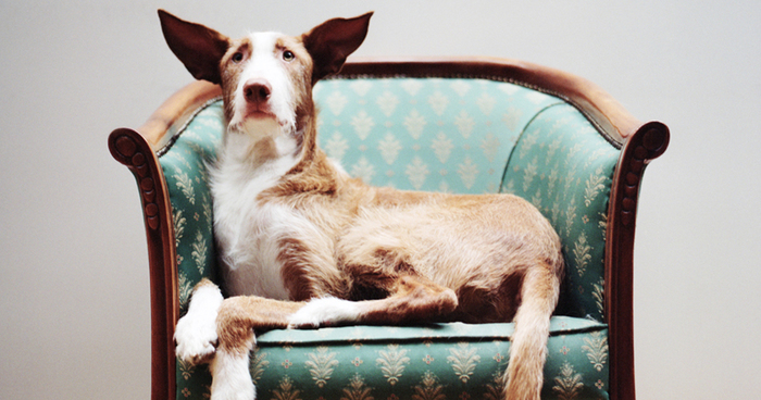 I Photograph Greyhounds Rescued From Horrible Masters Who Tortured Them For Poor Hunting Performance