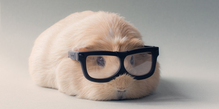 Booboo And His Friends Are The Most Adorable Guinea Pigs On The Internet