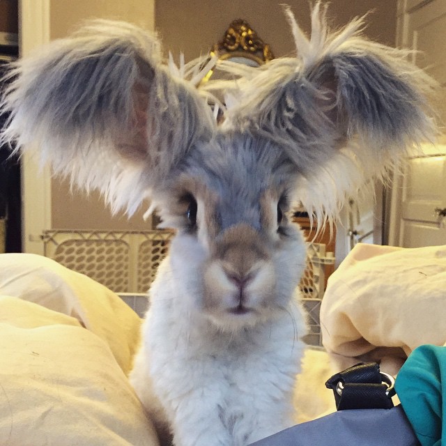 haircut-rabbit-angora-wally-13 haircut-rabbit-angora-wally-13
