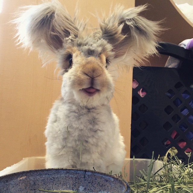 haircut-rabbit-angora-wally-14 haircut-rabbit-angora-wally-14