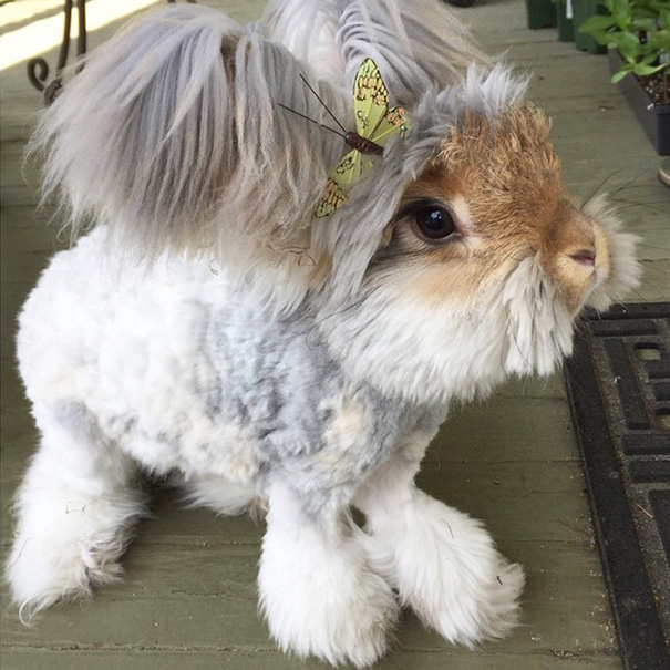 haircut-rabbit-angora-wally-15 haircut-rabbit-angora-wally-15