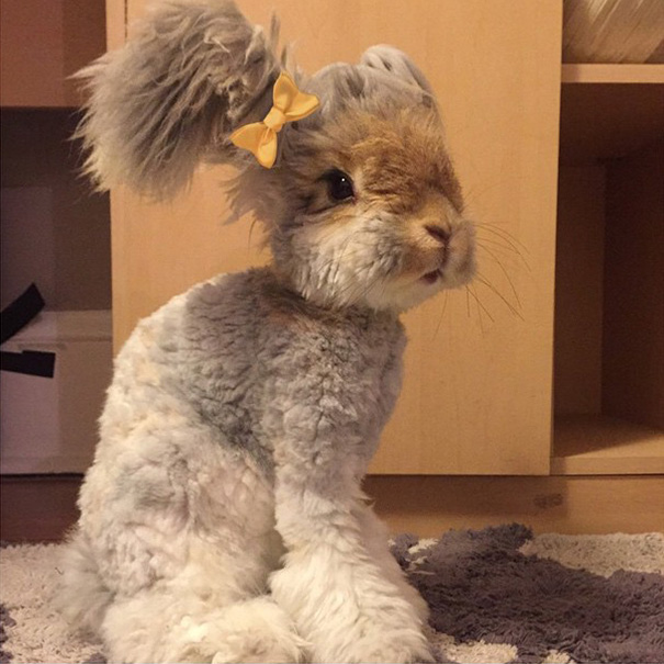 haircut-rabbit-angora-wally-5 haircut-rabbit-angora-wally-5