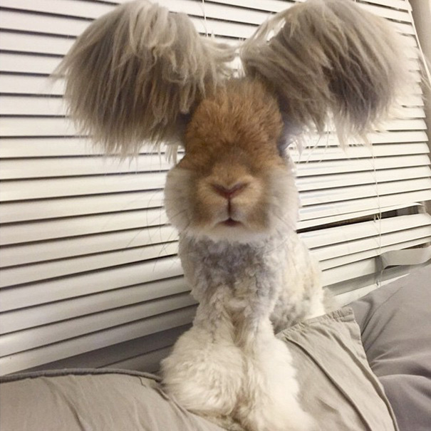 haircut-rabbit-angora-wally-6 haircut-rabbit-angora-wally-6