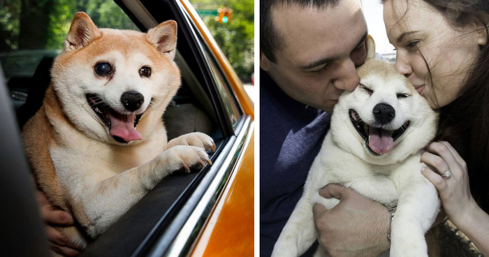Meet Cinnamon, The World’s Happiest Dog Who Never Stops Smiling Despite Her Illnesses