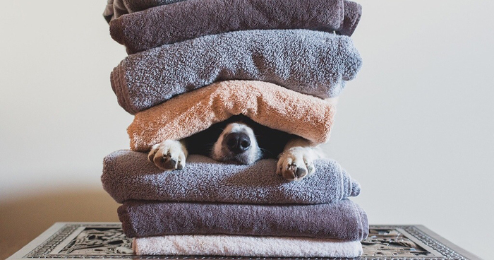 Can You Find Momo In These Pics? (Part 3)