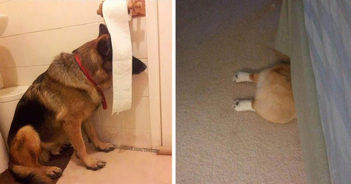 159 Dogs Who Suck At Hide-And-Seek