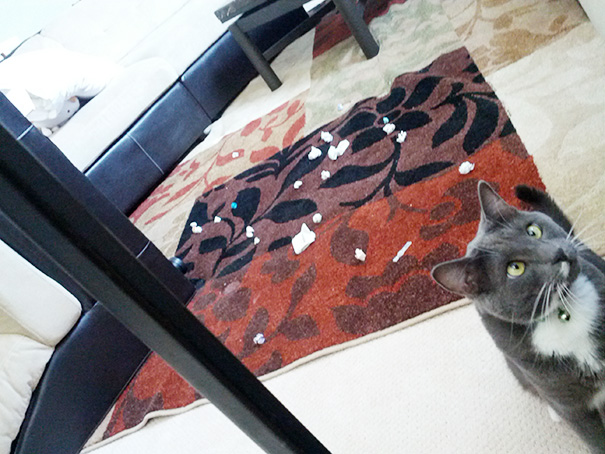 Our Cat Likes Playing With Crumpled Paper Balls. We Found His Stash