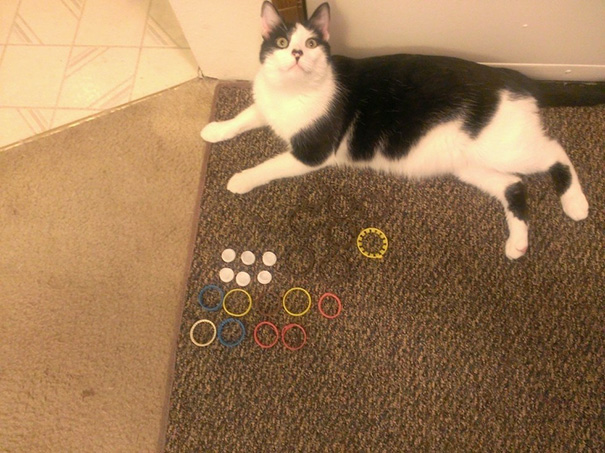 Cleaned Under The Fridge, Found Bernie's Stash