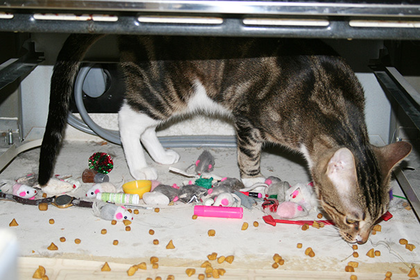 Finally Found His Stash! Under The Stove