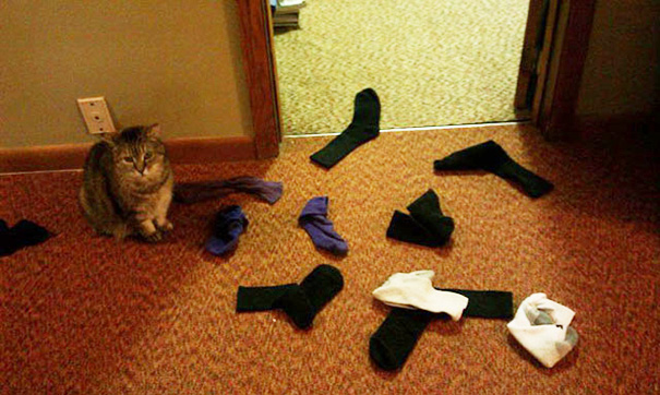 We Were Gone For A Week And Our Sock-delivering Cat Missed Us