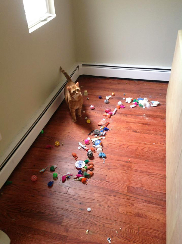 My Mom Couldn't Figure Out Where All The Cat Toys Had Gone. She Moved The Couch To Vacuum Today