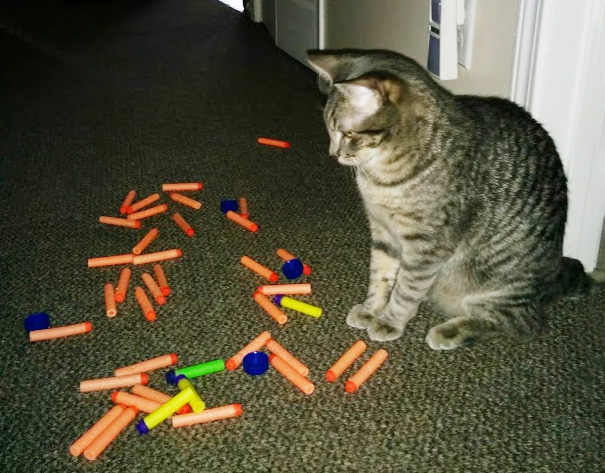 My Cat Tags Hoarding Collection