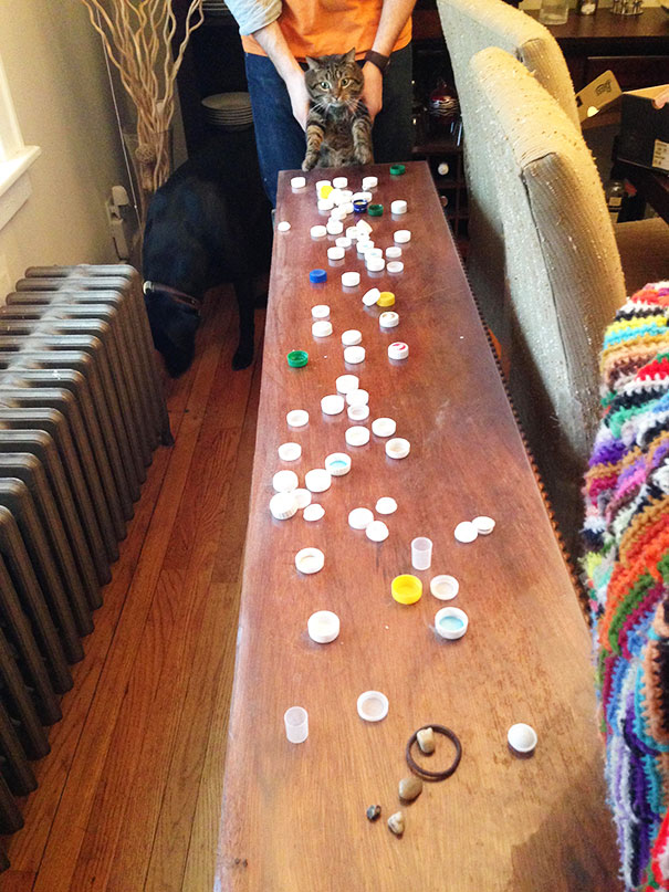 Our Cat Steals And Hoards Bottle Caps. Found His Stash While Cleaning