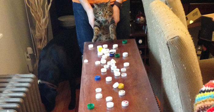 39 Hoarder Cats Who Don’t Realize That They Have Problems