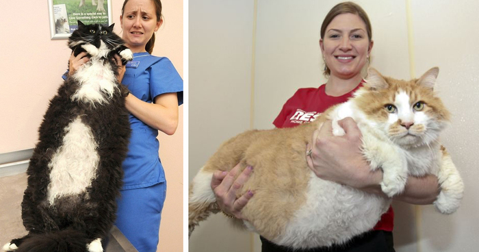 79 Of The Biggest Pet Cats Ever