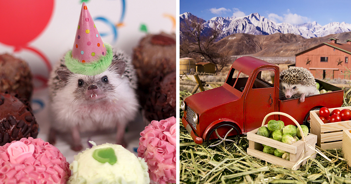 The Adventures Of Humphrey J Hedgehog