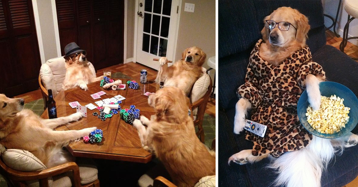 This Dog Has No Idea What She’s Doing