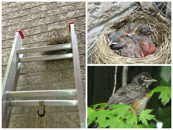 Nest On The Ladder
