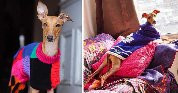 Fashion Advice From Iggy Joey