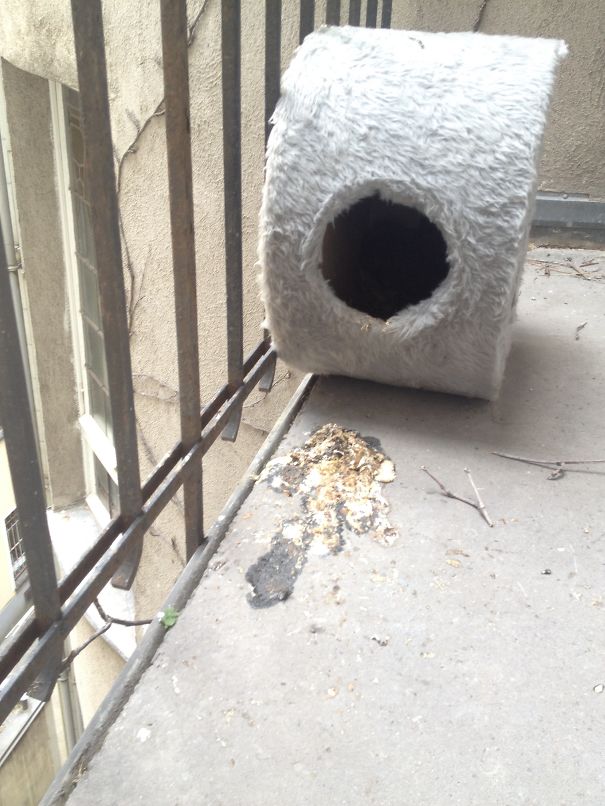 Dove Nest In Old Cat- Nest