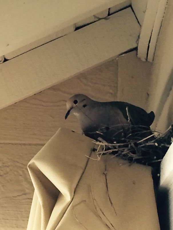On Top Of A Covered Ladder.