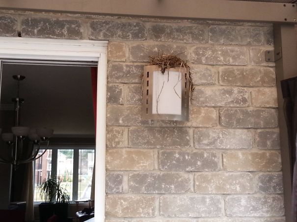 Second Year In A Row Having Lunch With Robins On My Patio!